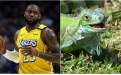 Green, LeBron James'i bir iguana'ya benzetti!